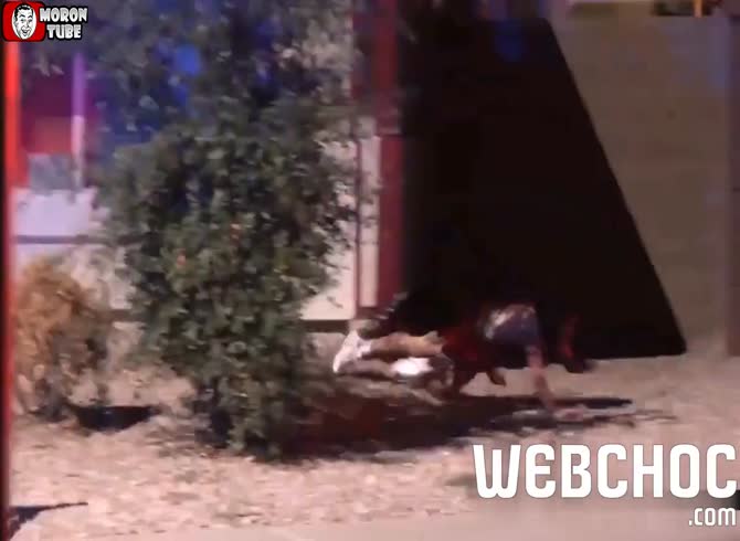 Video :A criminal who attempted to hide on a roof is stopped by a police dog